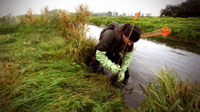 Een bestrijder van muskusratten zet een vangklem uit in het gebied van Waterschap Drents Overijsselse Delta.