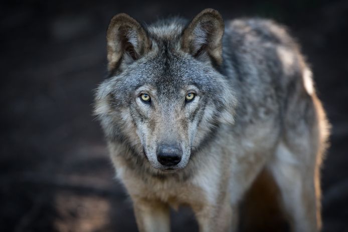 Verschillende organisaties maken zich zorgen over de behandeling van de wolf in Nederland.
