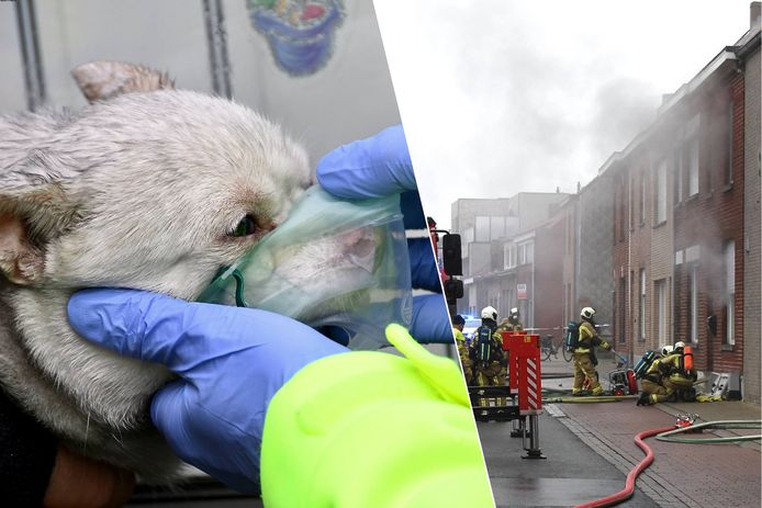 De brandweer redde een chihuahua uit de woning, tijdens de brand langs de Vrijstraat in Moorsele. Het dier had veel rook ingeademd en kreeg zuurstof toegediend tot het weer wat op z'n positieven was.