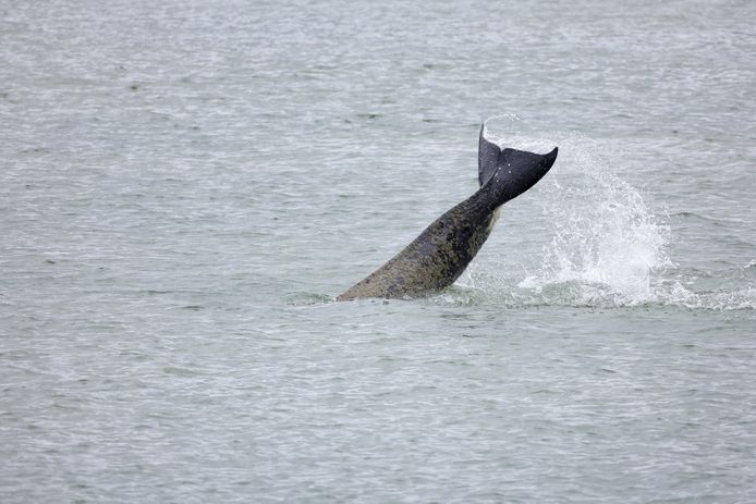 De orka in de Seine, ter hoogte van Duclair in Normandië.