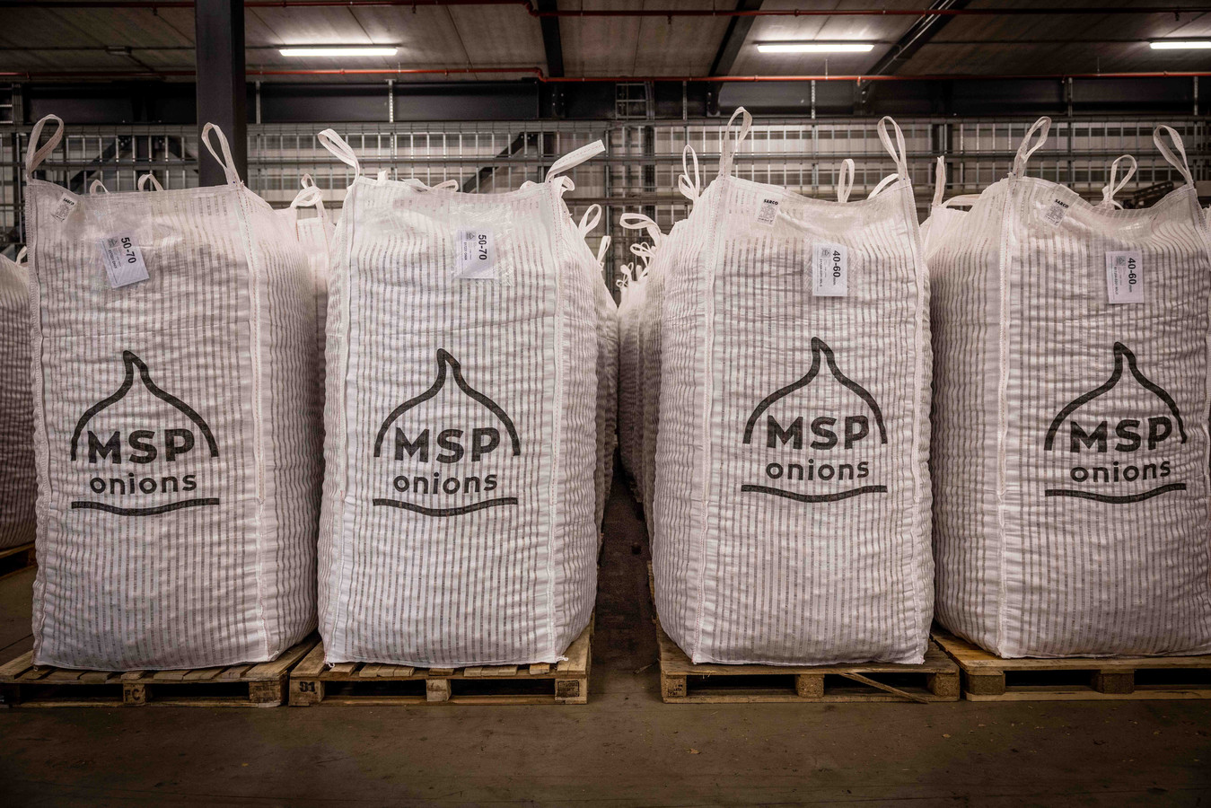 Het overgrote deel van de uien van MSP Onions gaat naar landen in Afrika en Azië.
