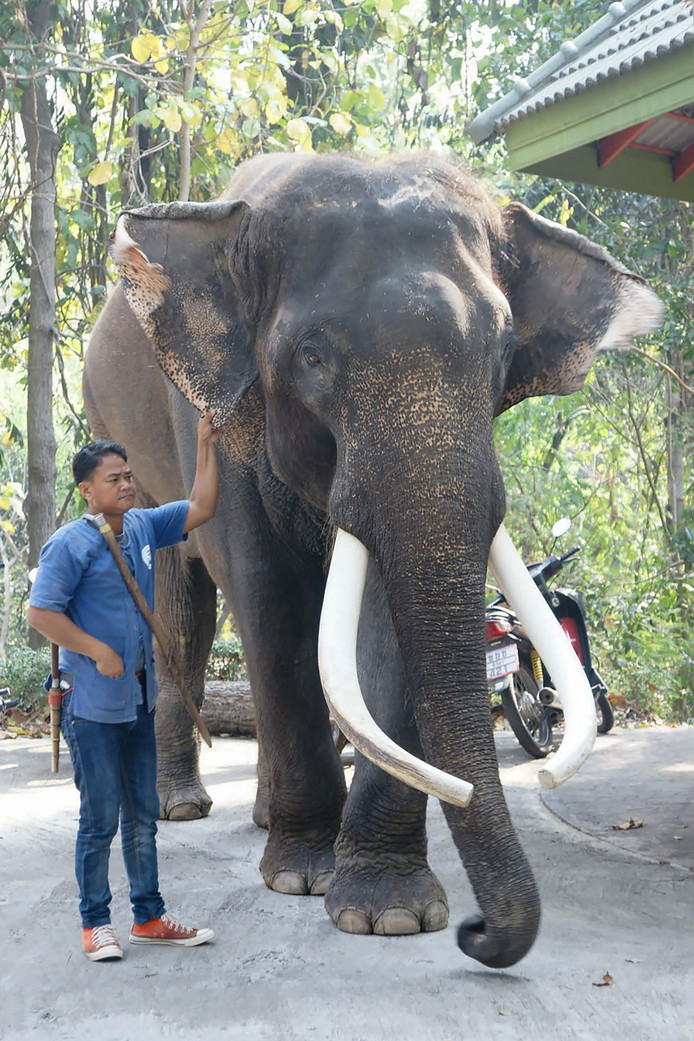 Olifant Ekasit met een van zijn verzorgers op een foto die is vrijgegeven door de dierentuin van Chiang Mai.