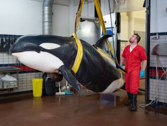 Gestrande orka Cadzand was ernstig ziek en had al dagen niets gegeten