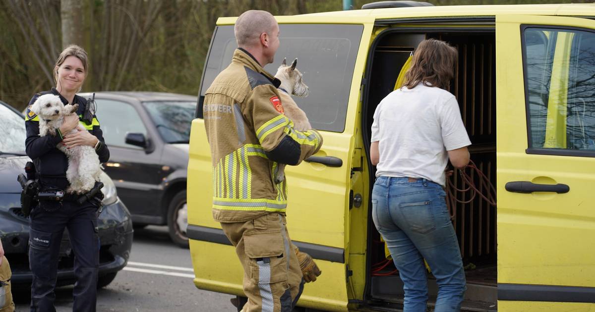 Brandweer bevrijdt negen hondjes na kettingbotsing in Dongen.