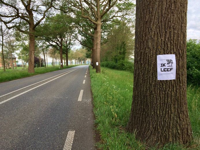 Eerder dit jaar waren er affiches opgehangen als protestactie tegen bomenkap langs de N319 tussen Ruurlo en Groenlo. Een voorstel uit het burgerinitiatief naar aanleiding van deze bomenkap is in Provinciale Staten unaniem aangenomen. Behoud van gezonde bomen wordt uitgangspunt in Gelderland.