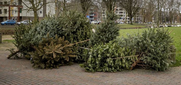 Je kan je kerstboom wegbrengen naar een van de vijf inzamelpunten.