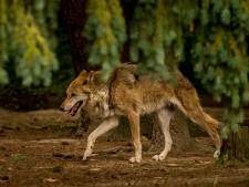 De wolf is terug in Utrecht, maar of het een blijvertje is?