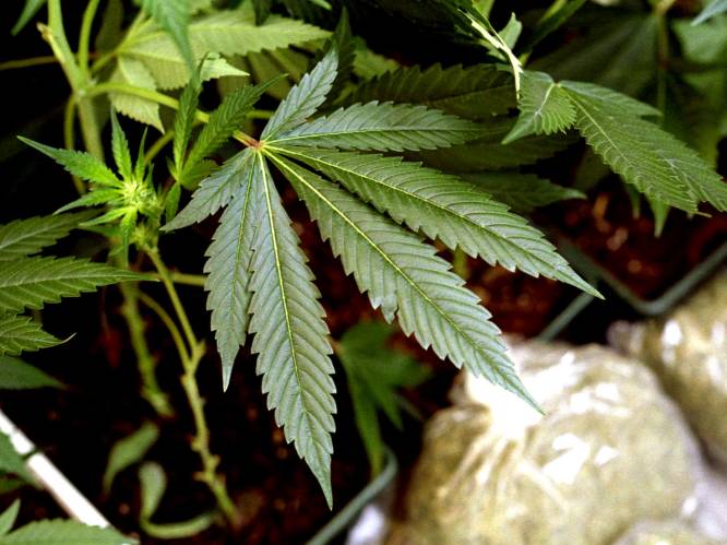 Man (33) riskeert drie jaar cel voor ‘fabriek met 8.000 cannabisstekken’ in zijn woning: “Huis verhuurd, maar verder weet ik van niets”
