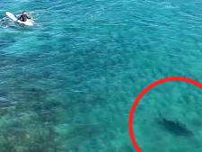 Un drone filme un énorme requin nageant près de surfeurs en Floride
