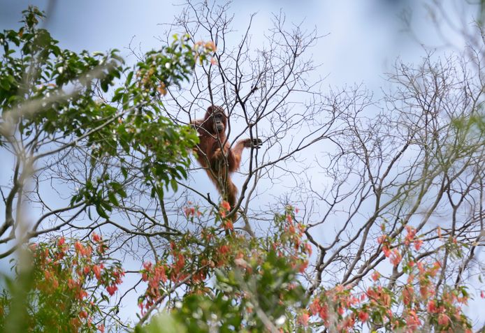 Er zijn steeds minder bomen voor orang-oetans op Borneo.