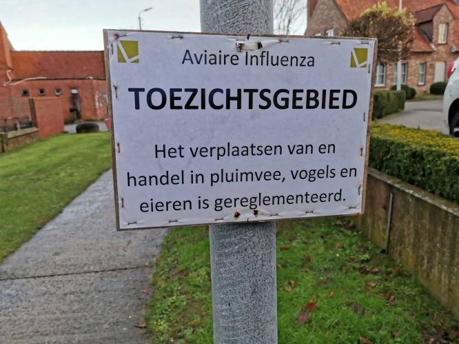 Tweede Franse uitbraak vogelgriep zorgt voor extra maatregelen in Poperinge en Alveringem