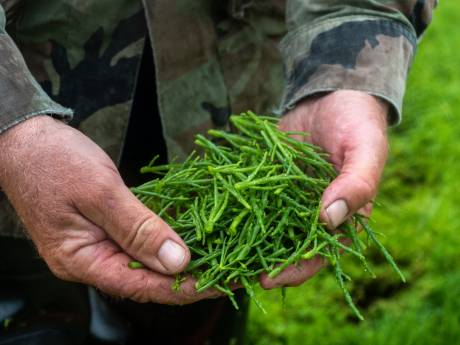Op deze plekken mag je zeegroenten snijden, maar dan moet je wel aanmelden voor de loterij
