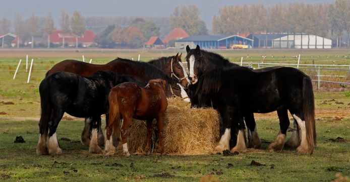 Paarden genieten samen van hun lunch.
