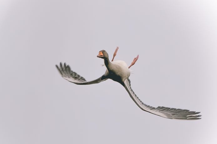 Nieuws gemist? Emotionele Lieke Wevers, een gans die ...