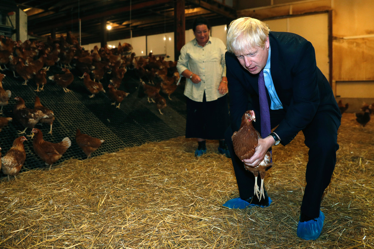 Boris Johnson op een Welshe kippenboerderij, waar hij zijn plannen voor de veeteelt presenteerde. 