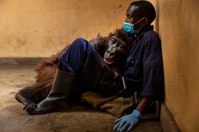 Ndakasi was meer dan tien jaar lang onder de hoede van het weeshuis voor berggorilla’s in het Virungapark. Op de avond van 26 september stierf Ndakasi in de armen van haar verzorger en vriend, Andre Bauma.