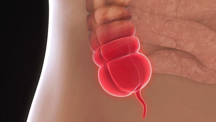 Appendix Blijkt Toch Belangrijker Dan Gedacht Wetenschap Planeet Hln Be