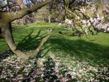 Leve de lente! Zon, terrasjes en bloeiende magnolia in het park