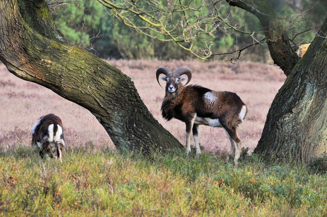 Bekijk de kaart: dit is het leefgebied van wolven op de Veluwe | Foto