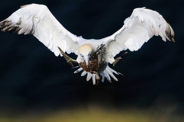 Scotland: The New Wild