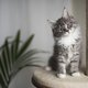Leuk om te weten: dít is de leeftijd van je kat in mensenjaren