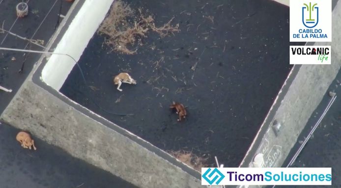 Ces chiens de chasse émaciés, dont les images ont largement circulé sur internet et qui étaient bloqués depuis plusieurs semaines dans une sorte d’enclos cerné par les coulées de lave du volcan Cumbre Vieja, dans la localité de Todoque, étaient l’objet de toutes les attentions.