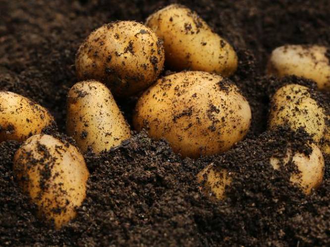 Ook landbouwers zien af van nat voorjaar: aardappelteelt loopt vertraging op 