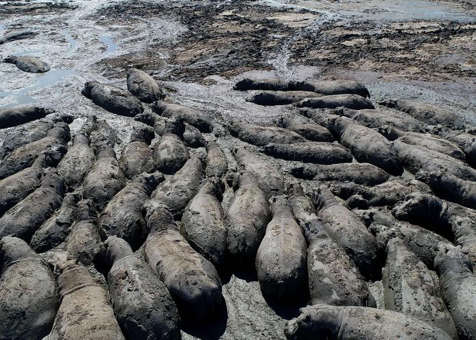 Deze nijlpaarden zitten vast in de modder van opgedroogde meren.