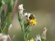 Tienjarenplan om wilde bijen, zweefvliegen en vlinders te redden
