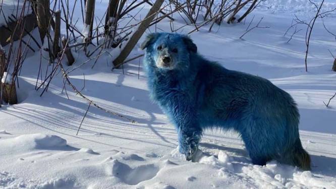 Mysterieuze blauwe honden in Rusland: ‘Moeten achterhalen hoe dit komt’