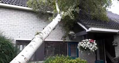 Omgewaaide boom valt tegen huis in Ouwerkerk