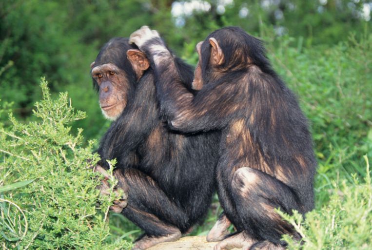 Chimpansees vlooien elkaar modieus | De Volkskrant