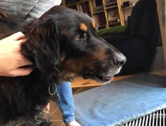 Everzwijn valt hond aan in Beringen: kaak verbrijzeld en operatie met schroeven