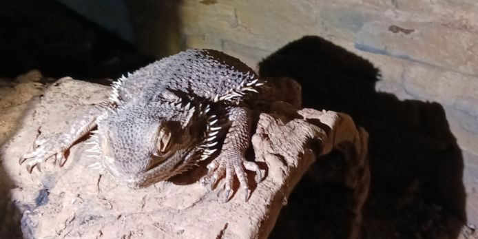 De baardagaam was onderkoeld omdat hij in een terrarium zonder verwarming zat.