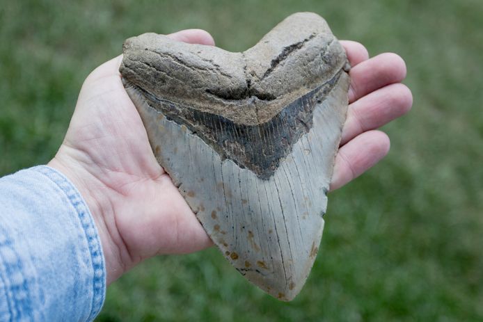 Een fossiele tand van de megalodon.
