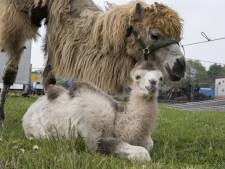 Circus Renz has a new attraction in Eibergen: a baby camel
