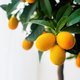 Spring is in the air: met deze 4 fruitboompjes haal je de lente in huis
