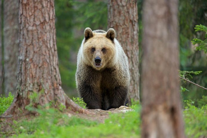Illustratiebeeld van een bruine beer in Finland