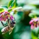 Een nieuw biodiversiteitsplan: wie zorgt ervoor dat het deze keer wél slaagt?
