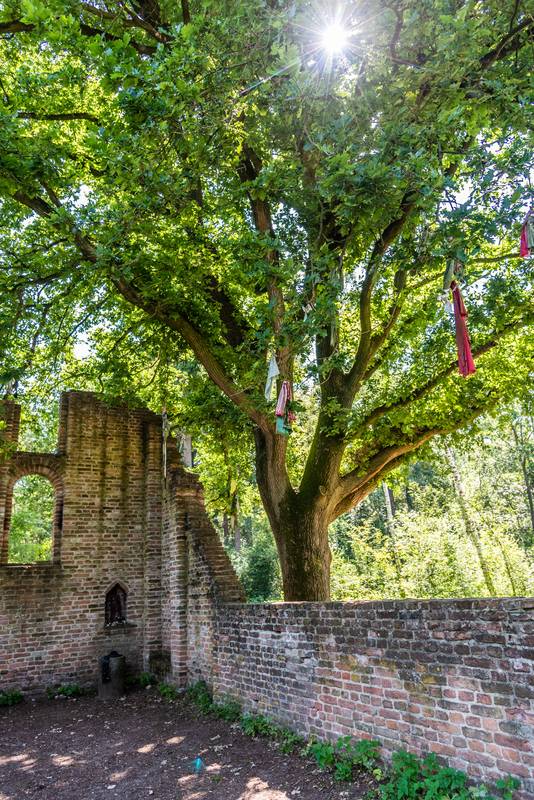 De troostboom van St. Walrick bij Alverna.