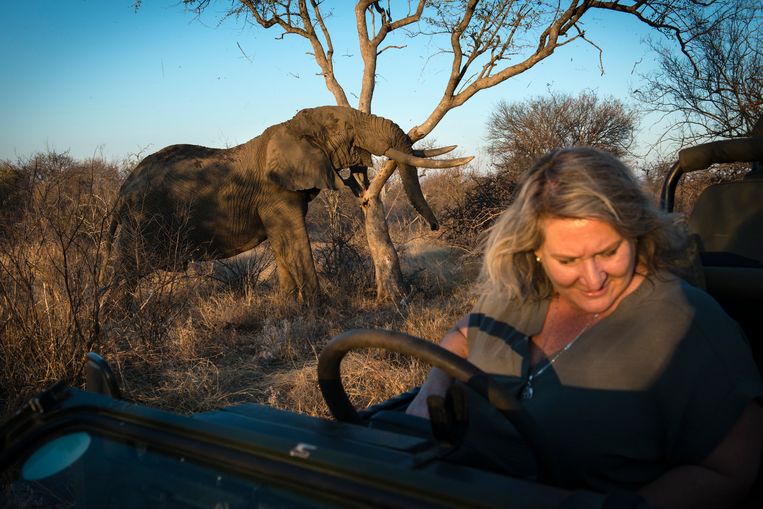 Sharon Haussmann kan het niet aanzien dat haar favoriete olifant Ezulweni een tak van een zeldzame loden boom (Combretum imberbe) afbreekt.  Beeld Bram Lammers