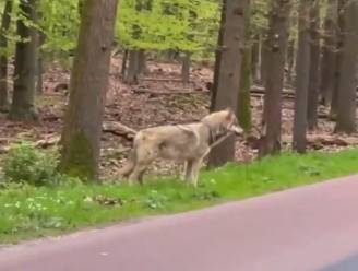 Wolf bedelt om voedsel en nu dreigen maatregelen: ‘Ik ben woest! Mensen veroorzaken dit’