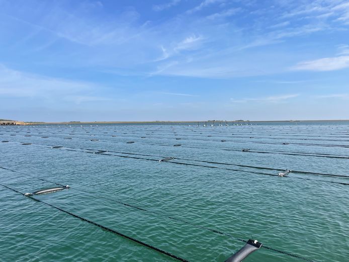 Zeewierboerderij van de Dutch Seaweed Group op de Oosterschelde. De vraag is of zo'n systeem ook in windparken op de Noordzee werkt.