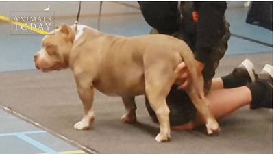 Mogelijk aangifte na betasten hondenteefjes bij show in Zutphen