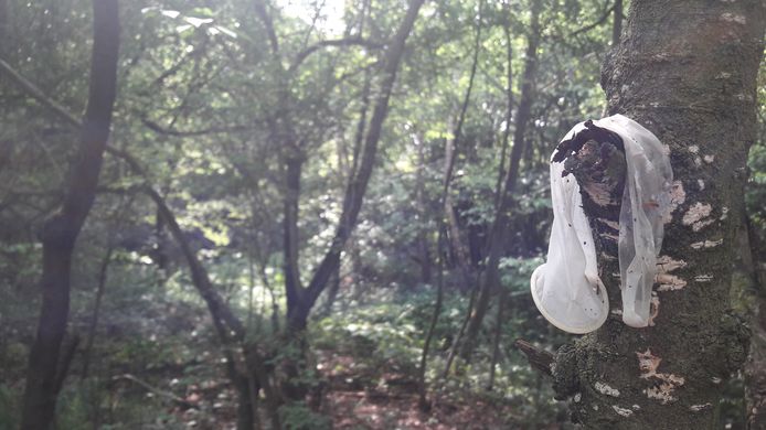 Een condoom in een boom op een homo-ontmoetingsplaats in de regio waar jongensprostitués geregeld afspreken met hun klanten.