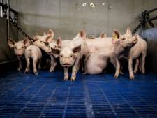 Dreigende ontruiming voor varkenshouderij Est uitgesteld: ‘Als ik alles kwijt ben, kan ik wel ophouden’
