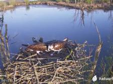 En dat is drie... webcam-visarend in de Biesbosch legt opnieuw een ei