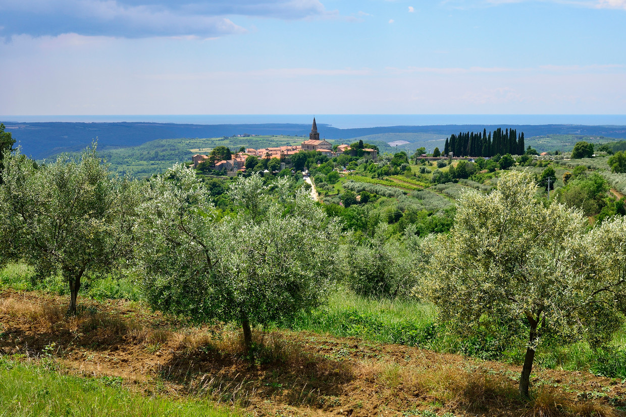 Olijfbomen in Istrië. Sinds 2015 werd het schiereiland vier keer na elkaar tot beste olijfproducent ter wereld verkozen. Beeld BELGAIMAGE