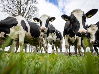 Melkveehouders kunnen mest niet kwijt: ‘Lol van het boeren is er voor velen wel af’