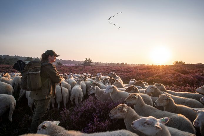De Sallandse Heuvelrug op z'n mooist. Op de foto de bloeiende heide van de Sprengenberg en de schaapskudde van Susanne Lejuez.